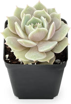 Sprout N Green Echeveria Lola, Live Succulent Fully Rooted in 2" Pot with Soil, House Plant for Indoor Outdoor Home Office Wedding Decoration DIY Projects Party Favor, Easy to Care, Pet-Friendly