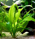 Anubias + Hornwort + Amazon Sword + Java Moss - 4 Types of Easy/Beginner Live Aquarium Plants - Great Selection for Any Tank! Instantly Beautify Your Tank with These Stunning Live Plants! BUY2GET1