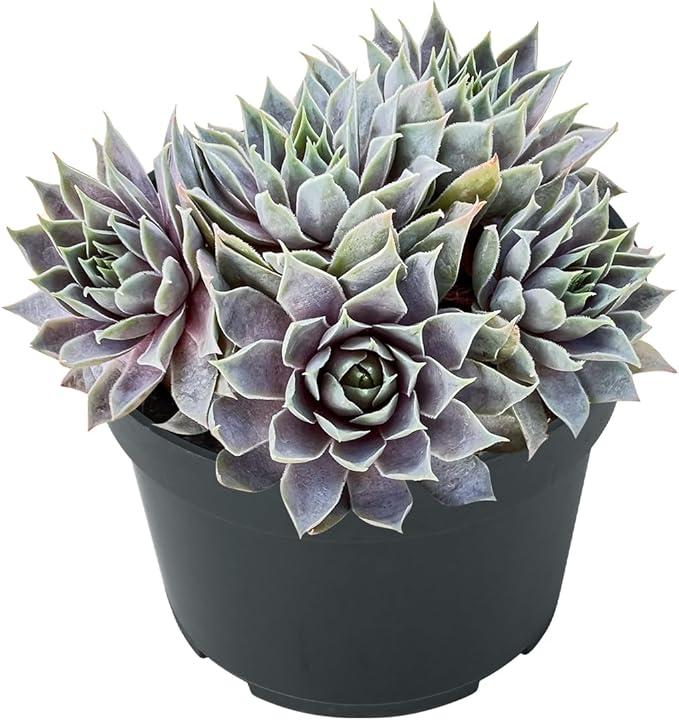 Sprout N Green Sempervivum 'Grey Lady', Live Succulent Fully Rooted in 4 inch Starter Pot, House Plant for Indoor Outdoor Home Office Wedding Decoration Party Favor