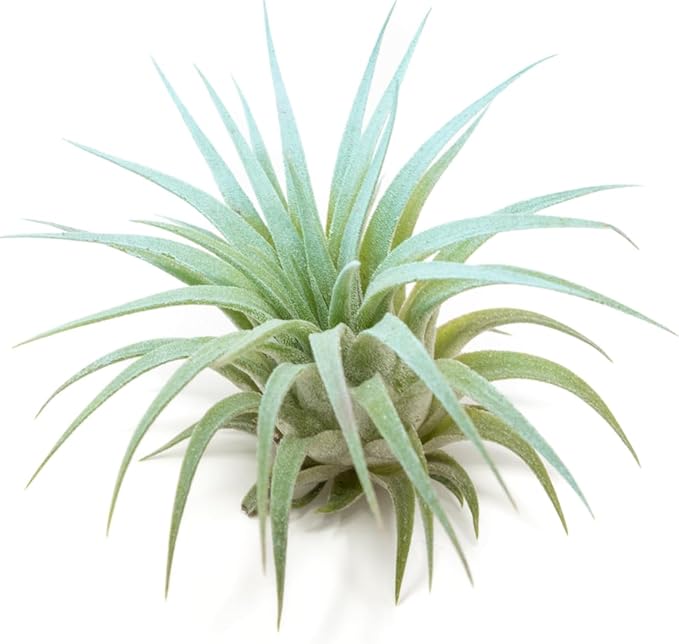 Light Blue Colorful Tillandsia Air Plants -Long Lasting Color Enhanced Live Tillandsia Succulent House Plants - Home and Garden Decor -Easy Care Indoor/Outdoor Plants (Ionantha Rubra, Pack of 3)