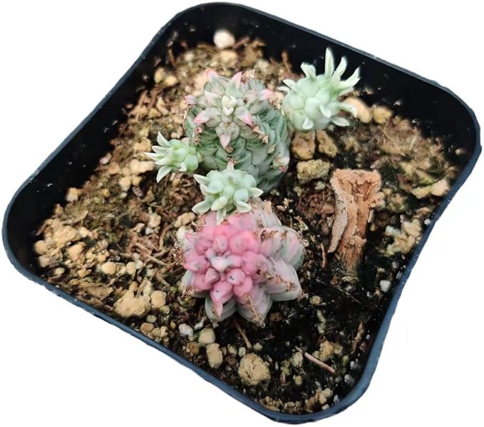 Live Succulent Cactus Plants from USKC (2" Pot) (Euphorbia Mammillaris Variegata)