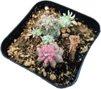 Live Succulent Cactus Plants from USKC (2" Pot) (Euphorbia Mammillaris Variegata)