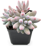 Sprout N Green Cute Succulents Collection, 3 Live Succulent Plant Fully Rooted in 2 inch Starter Pot, Home Office Indoor Outdoor Wedding Decoration DIY Projects Party Favor