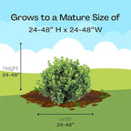Proven Winners 1 Gal. Neatball Boxwood Shrub