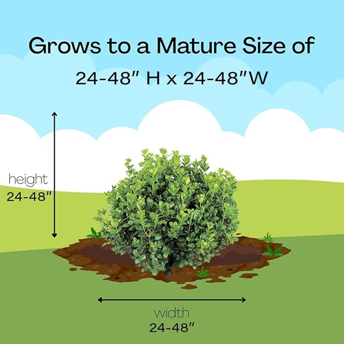 Proven Winners 1 Gal. Neatball Boxwood Shrub