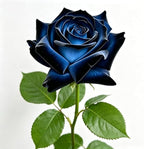 Rare Roses Seeds, 500Pcs, Sunset Colored Blooming Plants for Garden Flower Beds, Borders & Cut Flowers, Prolific Outdoor Rose Seeds Thriving in Full Sun & Well-Draining Soil (Blue)