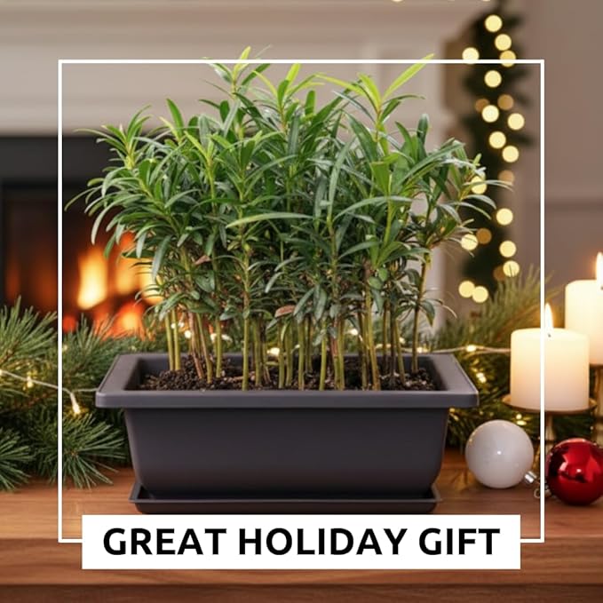 Willow Bonsai Tree Forest Kit for Growing - 8 Inch Pot & Tray, Soil, 15 Trees Included - Complete Beginner Bonsai Gift Set - Unique Gardener Gift, Secret Santa & Holiday Bonsai Kit - White Elephant