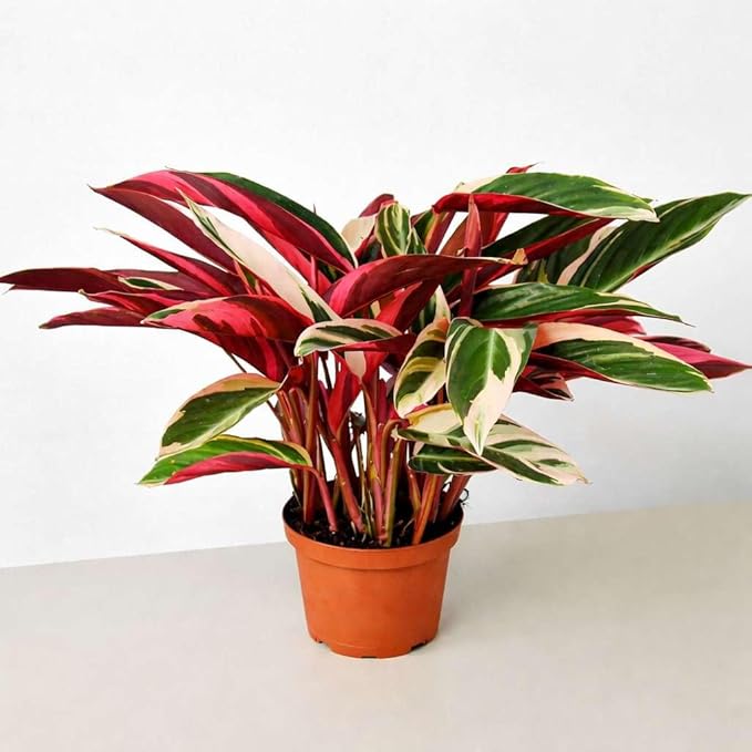 Stromanthe 'Triostar' Live Plant for Indoor | Different Houseplants in 4'' & 6'' Pot | Real House Plant for Living Room, Office, Desk & Bathroom | Triostar | Magenta Triostar