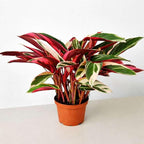 Stromanthe 'Triostar' Live Plant for Indoor | Different Houseplants in 4'' & 6'' Pot | Real House Plant for Living Room, Office, Desk & Bathroom | Triostar | Magenta Triostar