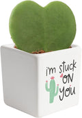 Costa Farms Hoya Heart Live Plant in Decorative Pot, Easy to Maintain Succulent Indoor Houseplant, Perfect for Home, Room, or Office Decor, Great House Warming or Birthday Gift, 5 Inches Tall