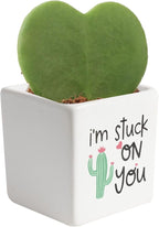 Costa Farms Hoya Heart Live Plant in Decorative Pot, Easy to Maintain Succulent Indoor Houseplant, Perfect for Home, Room, or Office Decor, Great House Warming or Birthday Gift, 5 Inches Tall
