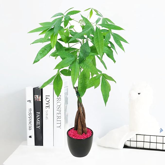 Athena's Garden Money Tree Pachira Indoor Live Plan with Ceramic Planter 18 Inches Tall, Black Pot - Red Rocks, Medium