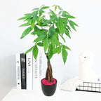 Athena's Garden Money Tree Pachira Indoor Live Plan with Ceramic Planter 18 Inches Tall, Black Pot - Red Rocks, Medium