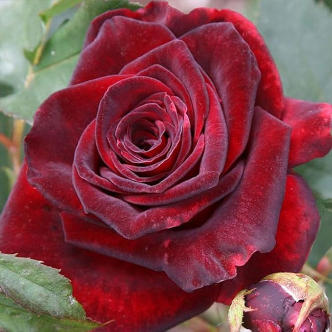 Velvet Red Black Climbing Rose Live Plant, Can Grow As Rose Bushes Shrubs, Fragrant Ready to Plant, Starter Size, 5 to 10 Inc Tall, Dormant in Winter