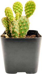 Live Cactus Plants, Fully Rooted 2-inch Cactus Succulent Plants, Rare Varieties for Gift or Home Decoration (Opuntia Rufida Minima Cinnamon Cactus)