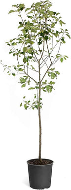 Brighter Blooms - Fuji Apple Tree, 4-5 ft. - No Shipping to AK, AZ, CA, HI, ID, OR, WA