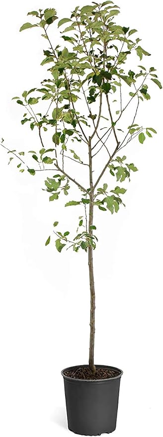 Brighter Blooms - Fuji Apple Tree, 3-4 ft. - No Shipping to AK, AZ, CA, HI, ID, OR, WA