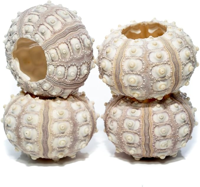 Nautical Crush Trading Sea Urchins Shells for Air Plants - 4 Purple Sputnik (1.5-3") Sea Urchin Shells - Hanging Air Plant Holder - Air Plants Live Holders - Air Plant Pot - No Plants Included