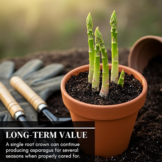 Millennium Live Asparagus Bare Root Plants – 2-Year Crowns – Productive Perennial Vegetable for Home Gardens – 15 Healthy Crowns (Cannot Ship to California)