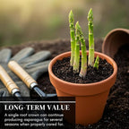 Millennium Live Asparagus Bare Root Plants – 2-Year Crowns – Productive Perennial Vegetable for Home Gardens – 10 Healthy Crowns (Cannot Ship to California)