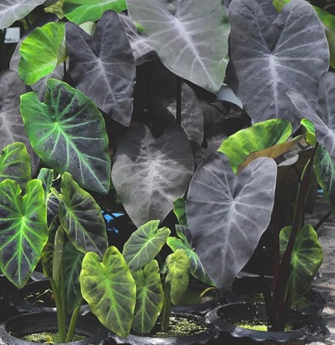 Black Magic Elephant Ear Bulb (Colocasia ‘Black Magic’) Live Plant – Dark Colored Foliage, Tropical Statement Plant for Garden or Patio (3 Bulbs)