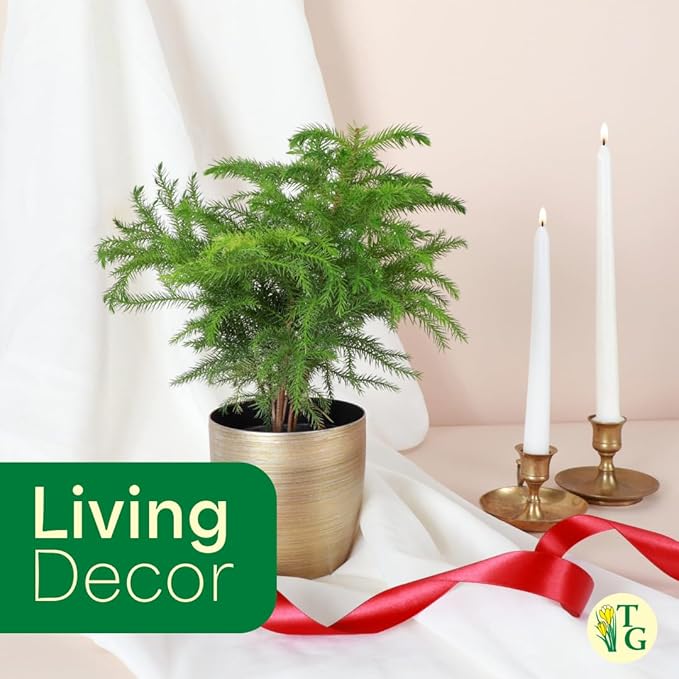 Thorsen's Greenhouse Live Norfolk Island Pine Plant, Christmas Greenery Gift or Decor, Air Purifying Premium Indoor Houseplant, Mature 4" Diameter Pot (Chocolate, 6-inch Pot)