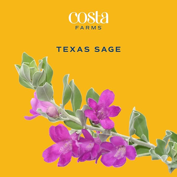 Costa Farms Texas Sage Live Plant | 10‑Inch Grower Pot | Blooming Purple Flowers | Drought‑Tolerant Evergreen Shrub | Landscape, Hedge & Pollinator Garden