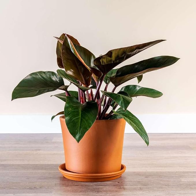 Philodendron Congo Rojo Live Plant for Indoor | Different Houseplants in 4'' & 6'' Pot | Real House Plant for Living Room, Office, Desk & Bathroom | Congo Rojo