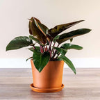 Philodendron Congo Rojo Live Plant for Indoor | Different Houseplants in 4'' & 6'' Pot | Real House Plant for Living Room, Office, Desk & Bathroom | Congo Rojo