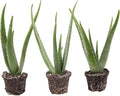 Thorsen's Greenhouse Aloe Vera, Live Indoor Plant, Aloe barbadensis, Easy to Grow, Succulent, Natural Air Purifier, 4" Diameter Pot (3 Pack Nursery Pots)