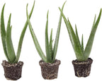 Thorsen's Greenhouse Aloe Vera, Live Indoor Plant, Aloe barbadensis, Easy to Grow, Succulent, Natural Air Purifier, 4" Diameter Pot (3 Pack Nursery Pots)
