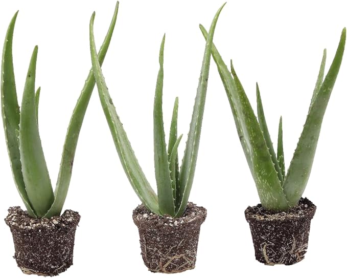 Thorsen's Greenhouse Aloe Vera, Live Indoor Plant, Aloe barbadensis, Easy to Grow, Succulent, Natural Air Purifier, 4" Diameter Pot (3 Pack Nursery Pots)