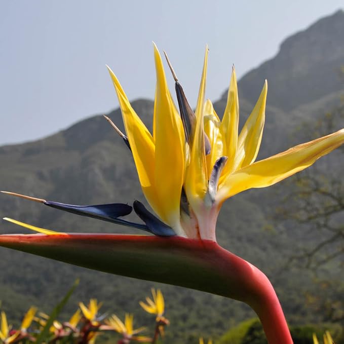 Yellow Bird of Paradise | 3 Live Plants | Mandela's Gold | Strelitzia Reginae | Beautiful Rare Foliage Specimen
