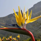 Yellow Bird of Paradise | 3 Live Plants | Mandela's Gold | Strelitzia Reginae | Beautiful Rare Foliage Specimen