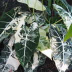 2 Frydek Alocasia Plants Live Houseplant for Indoor Outdoor Growing, 4 to 8 Inches Tall, Rare and Hardy