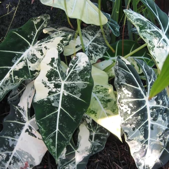 2 Frydek Alocasia Plants Live Houseplant for Indoor Outdoor Growing, 4 to 8 Inches Tall, Rare and Hardy