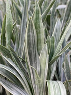 RedCrocus Sayuri's Snake Plant Sansevieria- Indoor Air Purifying Plant for Low Light Spaces 6" Pot
