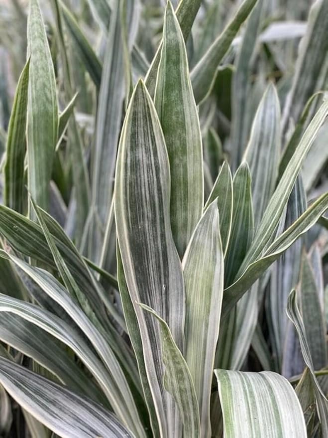 RedCrocus Sayuri's Snake Plant Sansevieria- Indoor Air Purifying Plant for Low Light Spaces 6" Pot