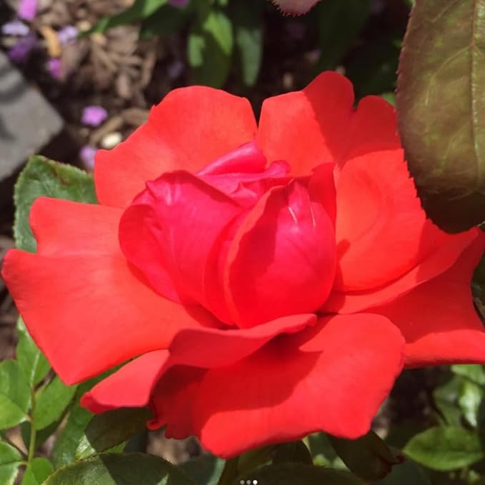 Light Red Climbing Rose Live Plant, Can Grow As Rose Bushes Shrubs, Fragrant Ready to Plant, Starter Size, 5 to 10 Inc Tall, Dormant in Winter