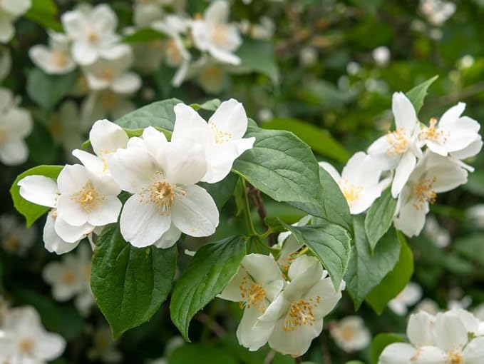 Sweet Mock Orange Shrub - 6-12" Tall Live Plant - Mockorange Bush - Fragrant White Blooming Ornamental Plant - Philadelphus coronarius