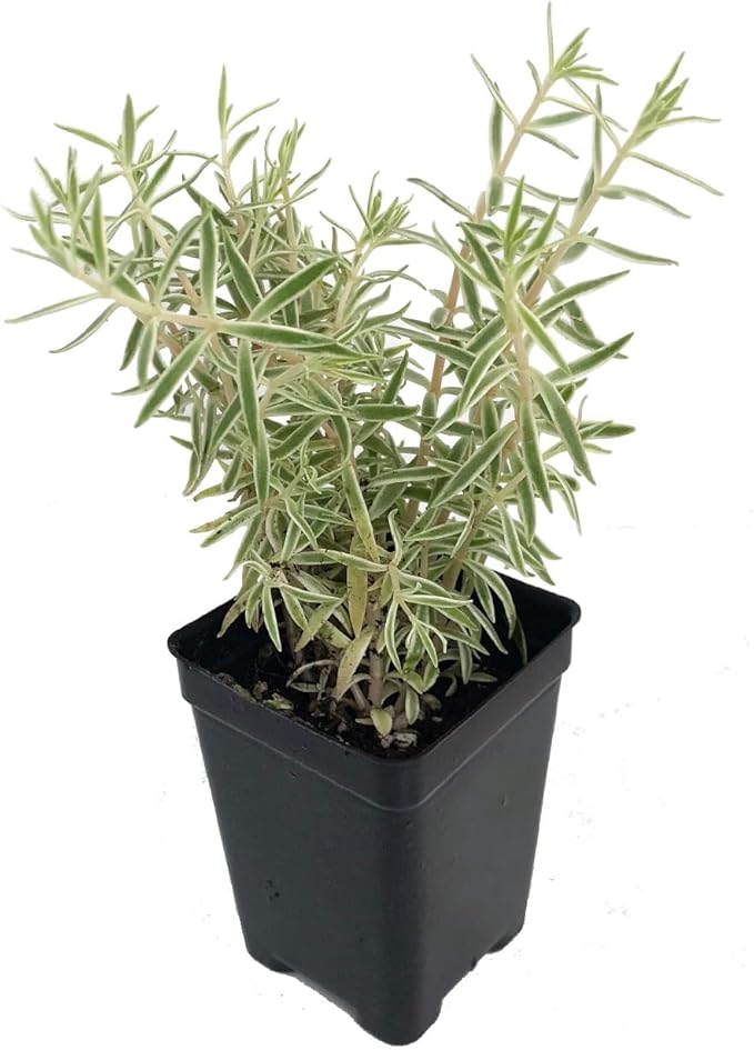 Creme n' Green Needle Sedum lineare VAR. - 2.5" Pot - Fairy Garden/House Plant