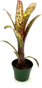 ragnaroc Live Plants – Bromeliad Billbergia Casa Blanca, 8-12" in 4" Pot - 1ct - Live Arrival Guaranteed - House Plants for Home Decor & Gift
