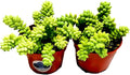 Living Succulent 4" Donkey Tails, Fully Rooted Succulents Plants Live, Succulent Plants Trailing Hanging, Sedum Burrito House Plant for Home Office Decoration, DIY Projects, Party Favor Gift