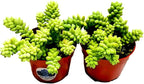 Living Succulent 4" Donkey Tails, Fully Rooted Succulents Plants Live, Succulent Plants Trailing Hanging, Sedum Burrito House Plant for Home Office Decoration, DIY Projects, Party Favor Gift