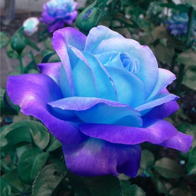 48+ Rose Seeds for Planting Outdoors,Rare Rose Seeds,Roses Seed Blooms, Gothic & Elegant Heirloom Variety for Dramatic Gardens Home Outdoor