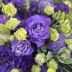 Eustoma Lisianthus Plant Live, Lisianthus Flowers Well Rooted Plug 2-3 Inch Height, Lisianthus Thornless Roses Seedling (Dark Blue Lisianthus)