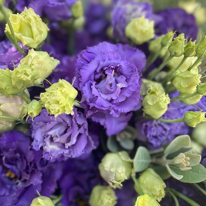 Eustoma Lisianthus Plant Live, Lisianthus Flowers Well Rooted Plug 2-3 Inch Height, Lisianthus Thornless Roses Seedling (Dark Blue Lisianthus)