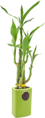 Arcadia Garden Products 5-Stem Lucky Bamboo, Live Indoor Plant in Contour II Ceramic Planter for Home, Work, or Gift, Green ***Cannot Ship to Hawaii***