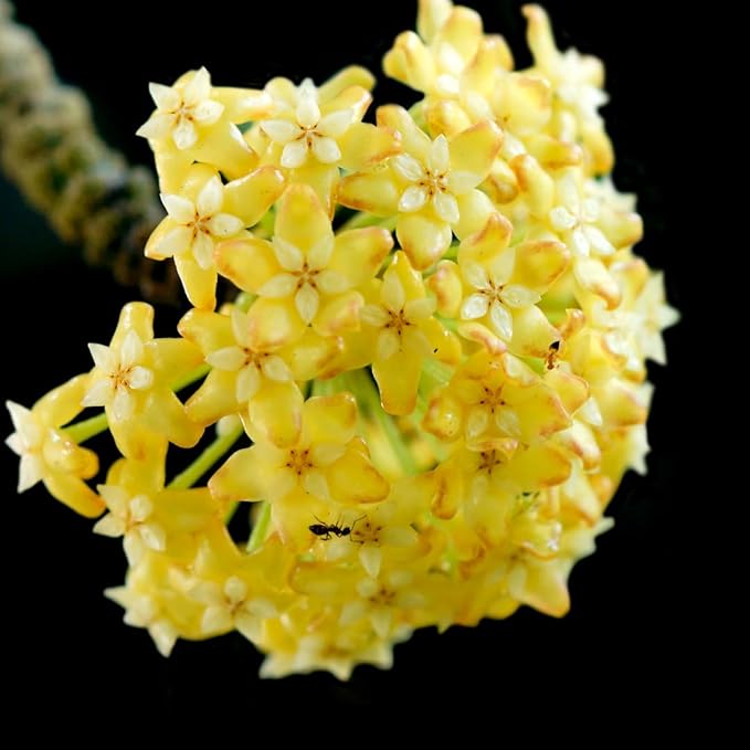 2 Light Yellow Hoya Plants Live Houseplants, Indoor Outdoor Planting, Starter 5-8 Inches in Tall, Well-Rooted for Zones 9-11