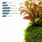 SubstrateSource Live Planted Decor - Calico Plant (Alternanthera bettzickiana ‘Red’) on Clay Moss Ball - Pink-Red Stems with Green-Yellow, Medium Light, Midground to Background Placement, 1 Pack